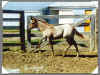 qh-redroan-foal.jpg (23704 bytes)